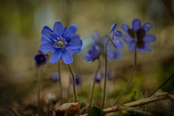 Eine Nahaufnahme Blühender Blauer Hepatica Blumen — Stockfoto