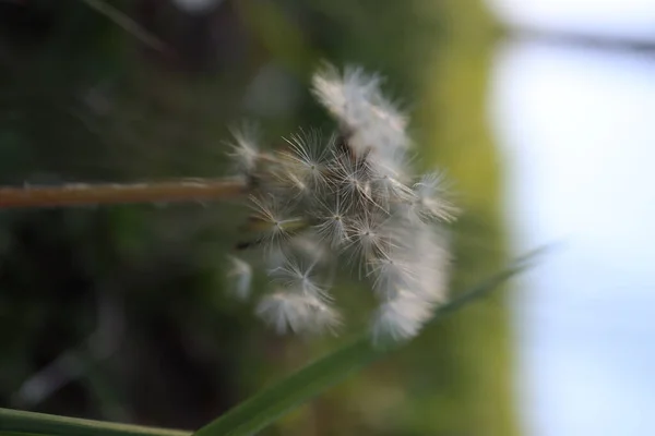 Shallow Focus Shot Common Dandelion Field Daytime Blurred Background — Stock Photo, Image