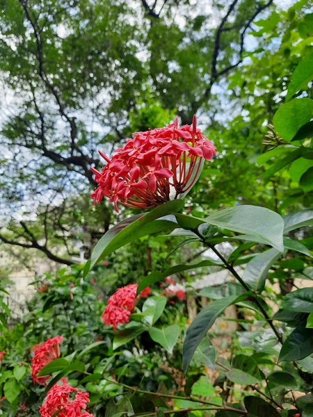 Tiro Vertical Arbusto Ixora Chinês Ixora Chinensis Com Belas Flores — Fotografia de Stock