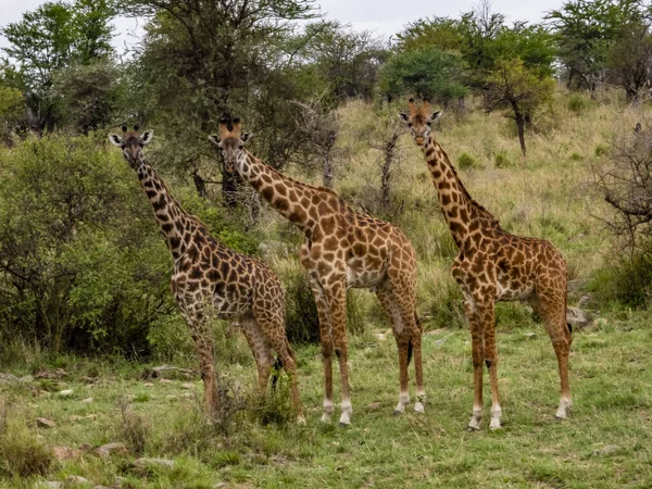 Grupo Girafas Parque Nacional Serengeti Tanzânia — Fotografia de Stock