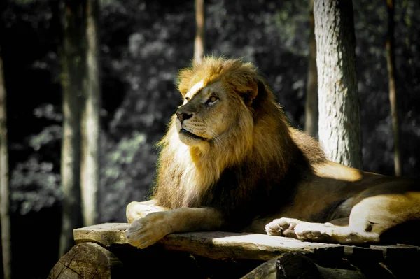 公園の木の表面に置かれたライオンの浅い焦点 — ストック写真