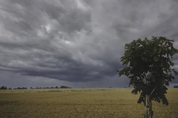 Живописный Вид Одинокого Дерева Поле Облачном Фоне Неба — стоковое фото