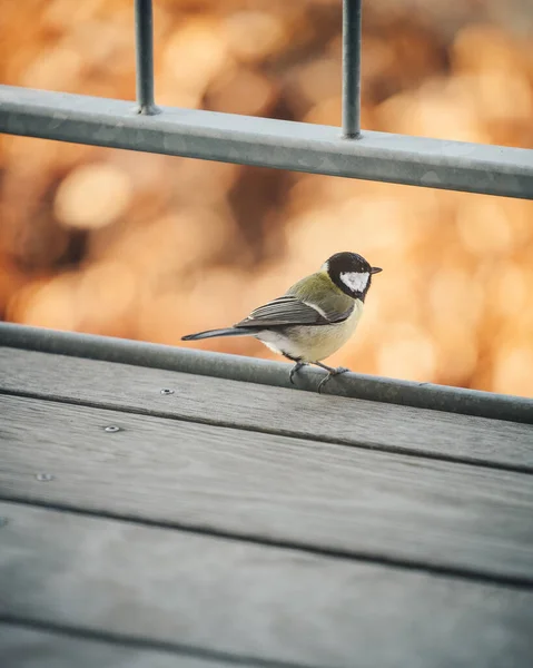 Vertical Selective Focus Shot Great Tit Bird Wooden Porch — Stockfoto
