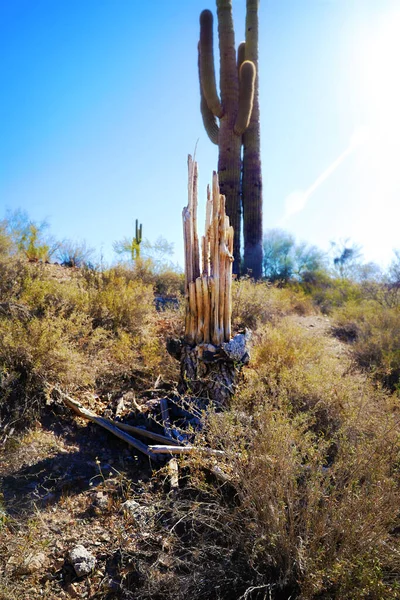 Vertical Shot Beautiful Cactuses Sunny Day Desert — Stock Photo, Image
