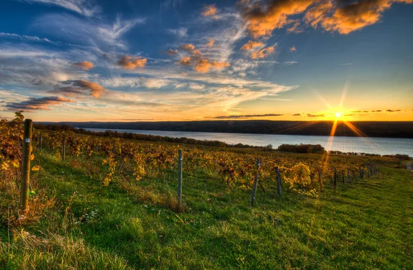 Een Prachtig Uitzicht Een Groene Wijngaard — Stockfoto