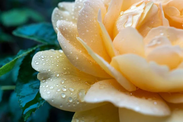 Gros Plan Une Rose Jaune Recouverte Gouttes Eau Poussant Avec — Photo