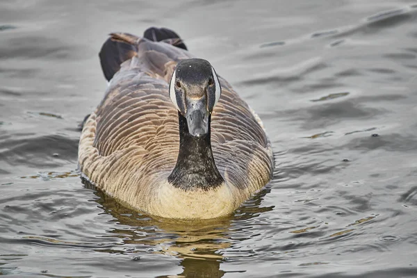 Närbild Söt Gås Sjön — Stockfoto