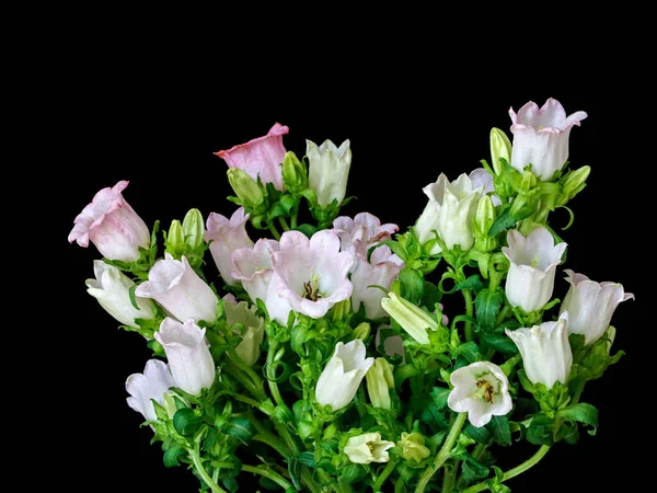 Flores Vibrantes Sino Campanulas Fundo Preto — Fotografia de Stock