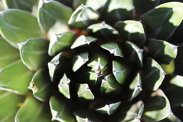 A top view of a Desert agave growing in the desert on a sunny day