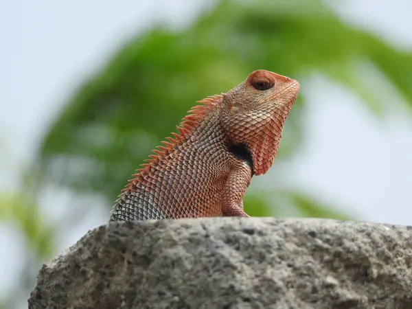 Tiro Close Lagarto Vermelho Uma Grande Rocha Com Fundo Natural — Fotografia de Stock