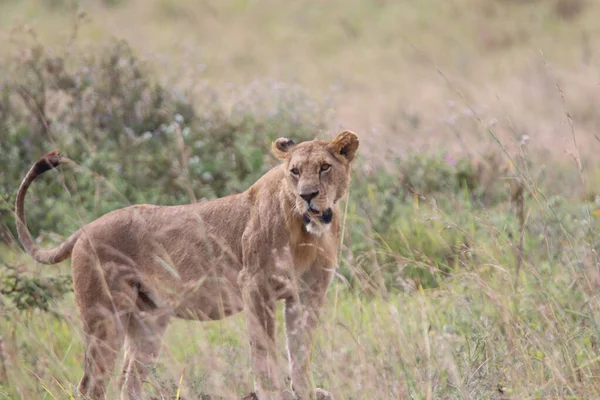 Grand Lion Debout Dans Safari Nairobi Parc National — Photo