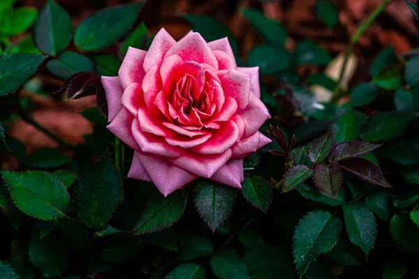 Selective Focus Shot Pink Rose — Stock Photo, Image