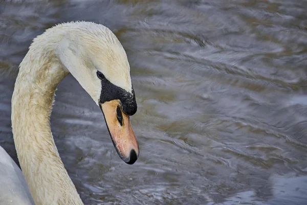 Close Cisne Branco Gracioso Lago — Fotografia de Stock