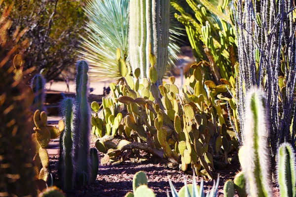 Vacker Utsikt Över Mängd Olika Kaktusar Inklusive Taggiga Päron Solig — Stockfoto
