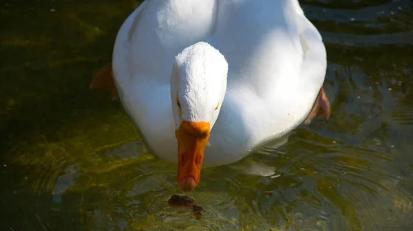 Canard Sauvagine Dans Lac — Photo