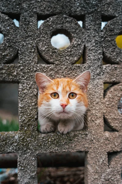 Tiro Perto Gato — Fotografia de Stock