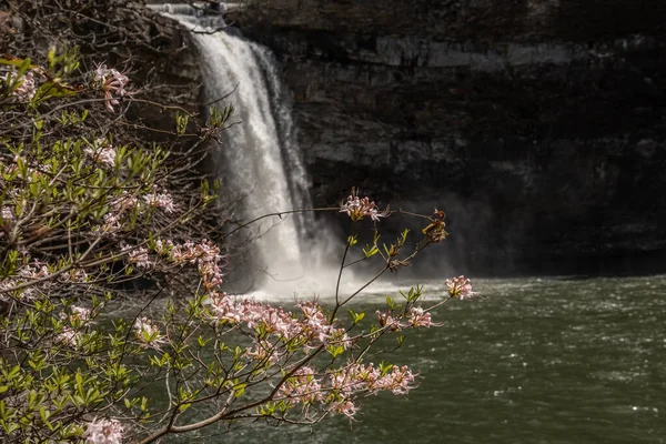 Ein Malerischer Blick Auf Einen Wasserfall Mit Schönen Blumen Vordergrund — Stockfoto