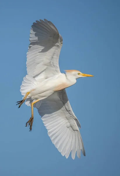 하늘을 날개를 플로리다 황로의 은둔화 — 스톡 사진