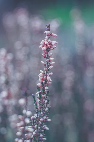 Неглубокий Снимок Ветви Цветка Хизер Днем — стоковое фото