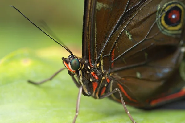 Nahaufnahme Eines Schmetterlings Der Bei Tageslicht Auf Einer Pflanze Sitzt — Stockfoto