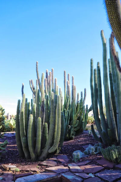 Vertical Shot Variety Organ Pipe Cactuses Sunny Day — Stock Photo, Image