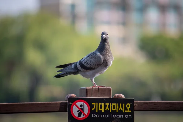 一只鸽子站在标牌上的一张浅浅的焦点照片 上面写着 不要靠在上面 — 图库照片