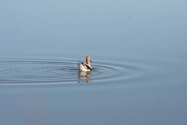 Avocet Nadando Uma Lagoa — Fotografia de Stock