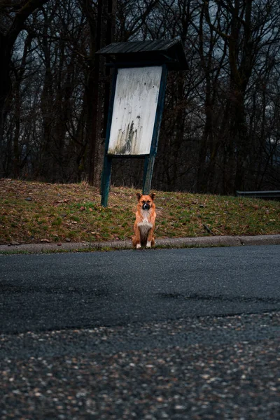 Μια Κάθετη Φωτογραφία Ενός Σκύλου Στο Δρόμο — Φωτογραφία Αρχείου
