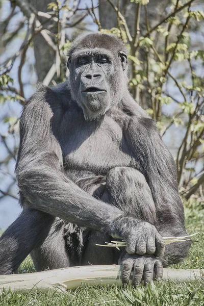 Gorila Adulto Sentado Uma Copa Árvore Enquanto Come Latido — Fotografia de Stock