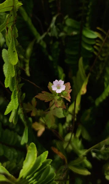緑の葉の間に小さな花 ビックネルのクレナビル の垂直ショット — ストック写真