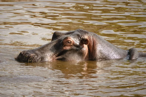 Zdjęcie Hipopotama Bliska Jeziorze Parku Narodowego Serengeti Tanzania Afryka Wschodnia — Zdjęcie stockowe