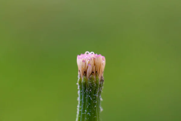 Yeşil Arka Planda Yaban Çiçeklerinin Yakın Plan Çekimi — Stok fotoğraf