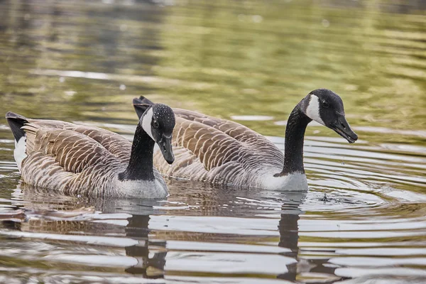 Primer Plano Gansos Lindos Lago — Foto de Stock