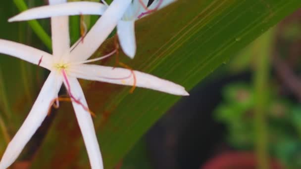 Zbliżenie Ujęcie Białego Crinum Asiaticum Kwiaty — Wideo stockowe