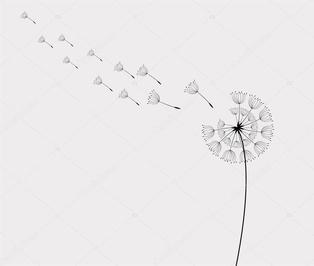 A vector design of blowing dandelion buds in black isolated on a white background