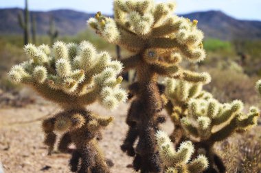 Bahçedeki güzel cholla kaktüslerinin yakın plan çekimi.