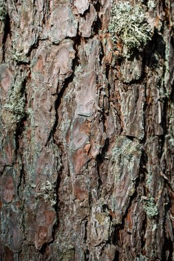 Güneş ışığı altında desenli bir ağaç kabuğuna yakın çekim