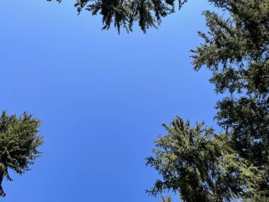 Mavi gökyüzündeki uzun yeşil ağaçların alçak açılı görüntüsü