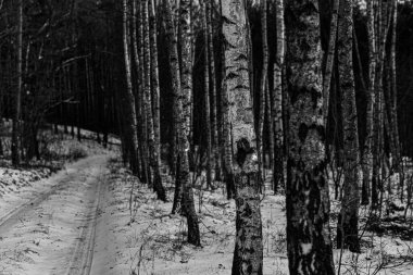 Bir ormanda kurumuş ağaç gövdelerinin gri tonlu görüntüsü.