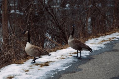 İki güzel Brent kazları Kent Yolu, Michigan 'da karlı kaldırımda duruyor.