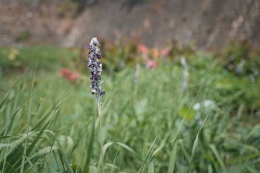 Yeşil bir tarlada yetişen bir şizonepeta bitkisinin yakın çekimi.