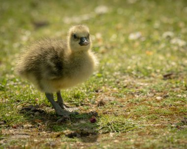 Çimlerin üzerinde sevimli sarı bir ördek yürüyüşünün yakın plan fotoğrafı.