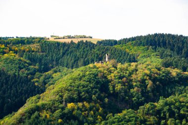 Kırsal kesimde güpegündüz yeşil yapraklı yemyeşil bir ormanın manzarası.