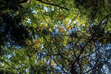 Ormanda yeşil yapraklı sık ağaç dallarının alçak açılı bir görüntüsü..