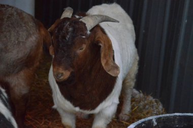 Çiftlikteki beyaz ve kahverengi bir Boer keçisinin yakın çekimi.