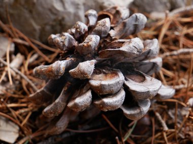 Güzel bir çam ağacının yakın plan fotoğrafı.