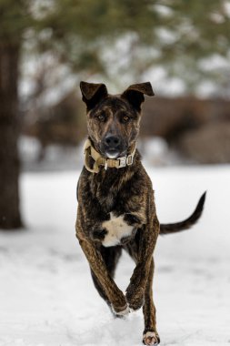 Amerikan Stadyumu teriyerinin karlı arazide seçici odak noktası.