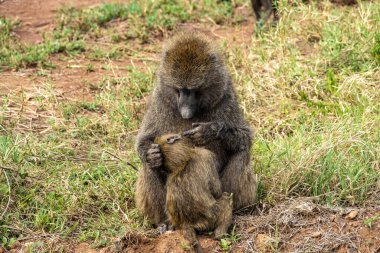 Bir babun bebeğini Serengeti Ulusal Parkı, Tanzanya 'da safaride besliyor.
