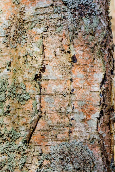 Een Closeup Van Een Getextureerde Boom Dop Onder Zonnelicht — Stockfoto