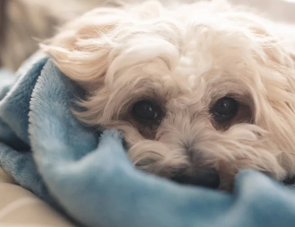 Lovely Portrait Cute Maltese Poodle Dog — Stock Photo, Image